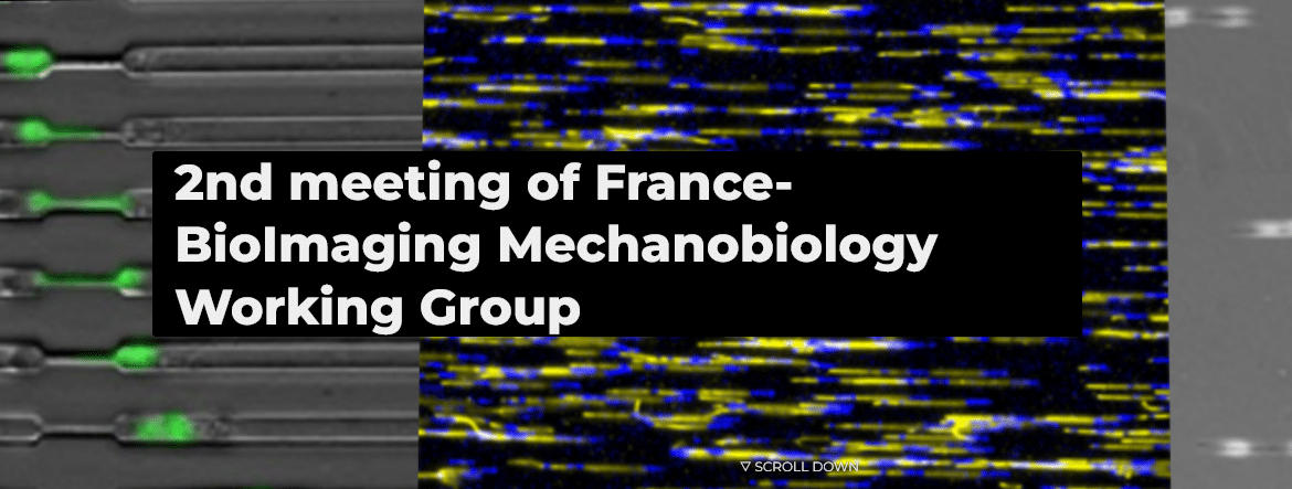 2nd Meeting of France-BioImaging (FBI) Mechanobiology Working Group